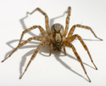 Spider Image