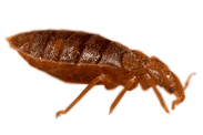 A bed bug