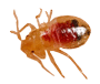 Bed bug in the early nympth stage