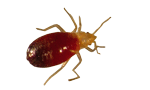 Bed bug in te nymph stage.