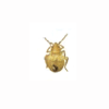 Bed bug 2nd instar unfed